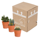 Cactus mix 10.5 cm - 3x - in terracotta pot