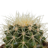 Cactus mix 8.5 cm - 3x - in witte pot