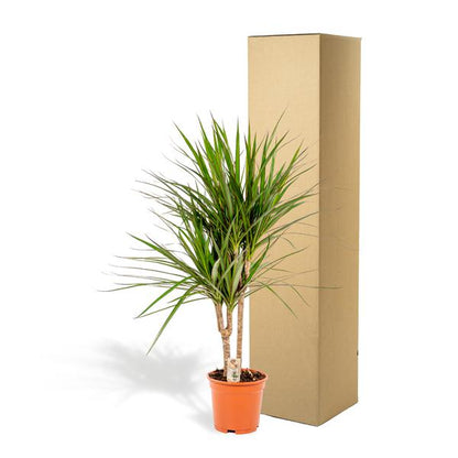 Dracaena Marginata - ↕90cm - Ø17cm