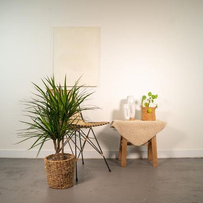 Dracaena Marginata - ↕90cm - Ø17cm