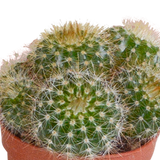 Cactus mix - 5 stuks - Ø5.5cm