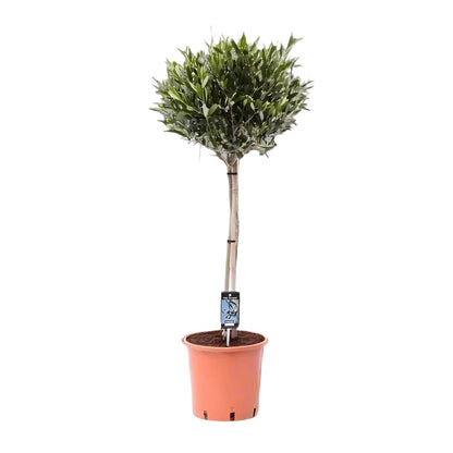 Olijfboom / Olea Europeae - ↕100cm - Ø22cm