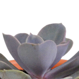 Cactus & vetplanten + terracotta pot - ↕8-13cm - Ø6cm - x15