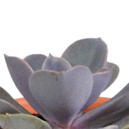 Cactus & vetplanten + terracotta pot - ↕8-13cm - Ø6cm - x15
