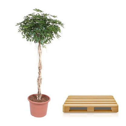 Schefflera Arboricola Compacta gevlochten stam - ↕200cm - Ø50cm