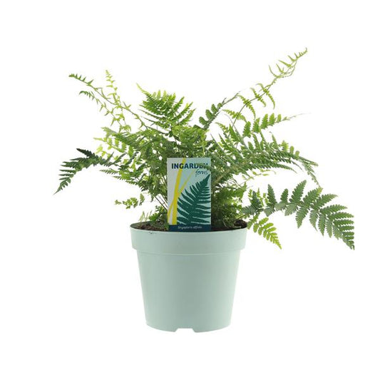 Dryopteris Affinis Fedata - ↕40cm - Ø17cm