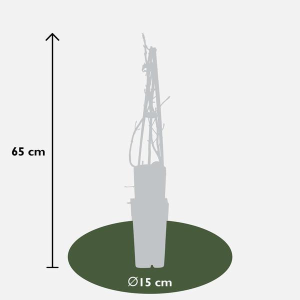 Hydrangea petiolaris - Hortensia grimpant - ↕65cm - Ø15cm