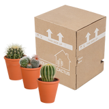 Bolcactus mix 8,5 cm | 3 stuks - in terracotta pot