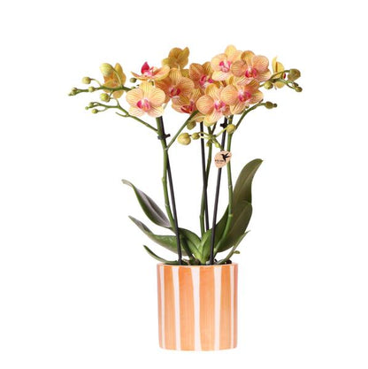 Oranje Phalaenopsis orchidee + Oranje Pot