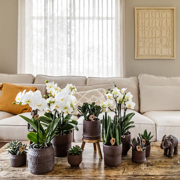 Bali sierpot  - Bruin - Ø6cm