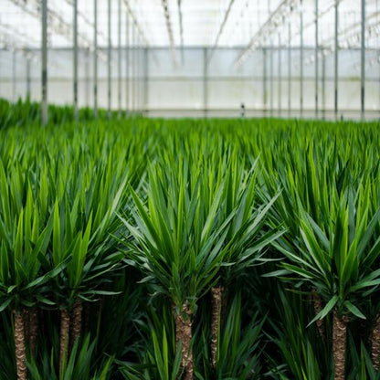 Yucca - ↕90cm - Ø17cm