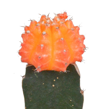 Euphorbia meloformis variegata - Gymnocalycium mix - ↕18cm - Ø8,5cm - 3x