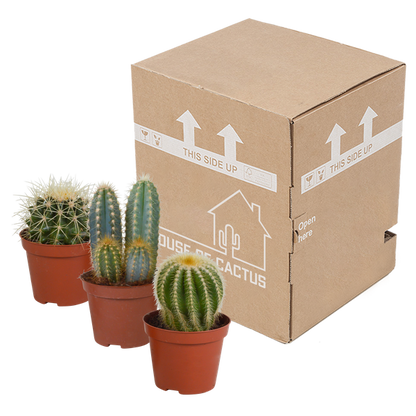 Cactus mix 8.5 cm - 3x - zonder pot