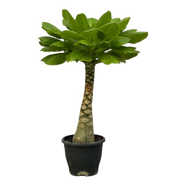 Birghamia Insignis - ↕30cm - Ø12cm