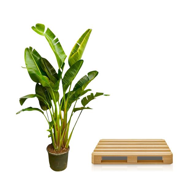 Strelitzia Augusta multistam XXL - ↕250cm - Ø50cm