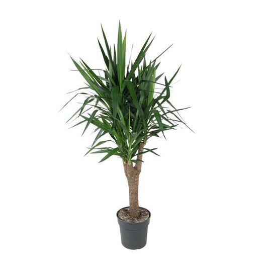 Yucca Elephantipe vertakt - ↕150cm - Ø31cm