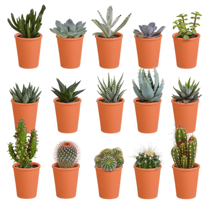 Cactus & vetplanten + terracotta pot - ↕8-13cm - Ø6cm - x15