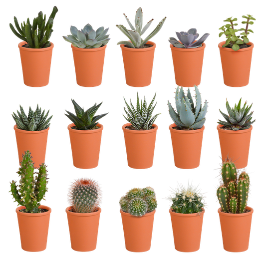 Cactus & vetplanten + terracotta pot - ↕8-13cm - Ø6cm - x15