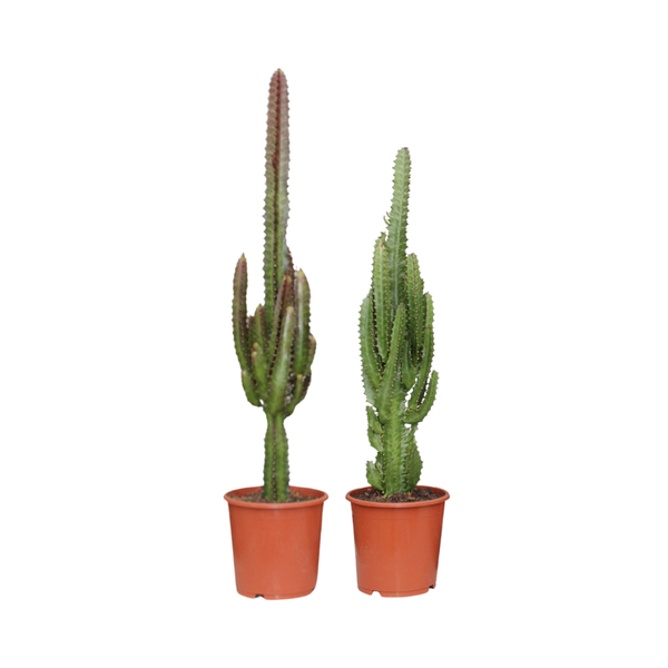 2x Cactus / Euphorbia Groen & Rood - ↕75cm - Ø17cm