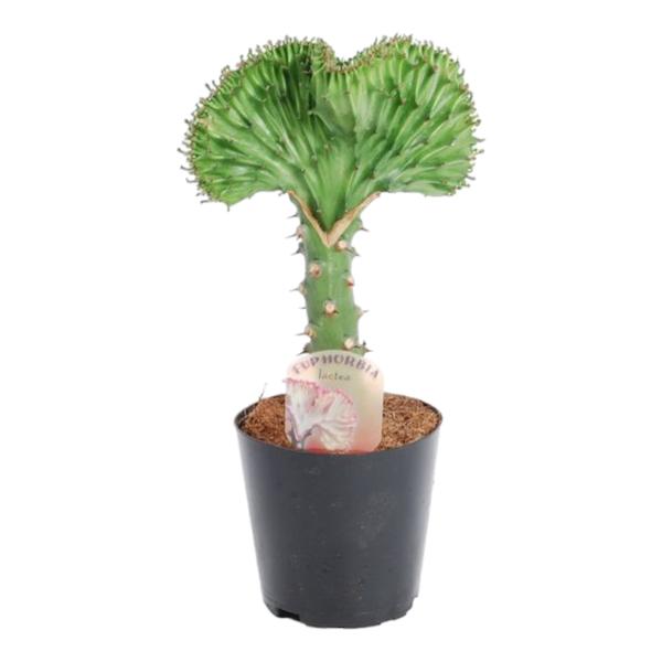 Euphorbia lactea Cristata groen - ↕30cm - Ø10,5cm