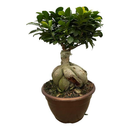 Ficus Microcarpa Ginseng -  ↕50cm - Ø25cm