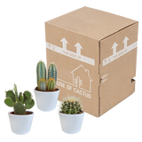 Cactus mix 10.5 cm - 3x - in witte pot
