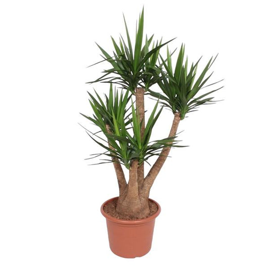 Yucca Elephantipes vertakt - ↕170cm - Ø45cm