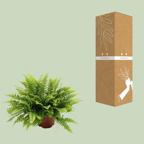 Nephrolepis Boston Green Moment - ↕20cm - Ø12cm