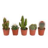 Cactus mix - 5 stuks - Ø5.5cm