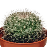 Cactus mix - ↕8-13cm - Ø6cm - 10x