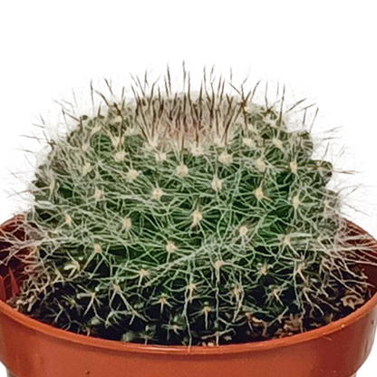 Cactus mix - ↕8-13cm - Ø6cm - 10x