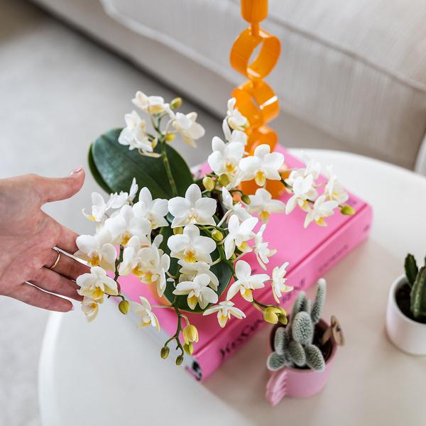Witte phalaenopsis orchidee - Nazaré - potmaat Ø9cm
