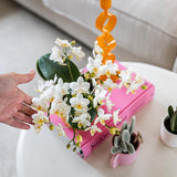 Witte phalaenopsis orchidee - Nazaré - potmaat Ø9cm