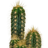 Cactus mix - ↕8-13cm - Ø6cm - 10x