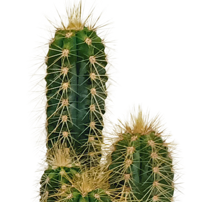 Cactus mix - ↕8-13cm - Ø6cm - 10x