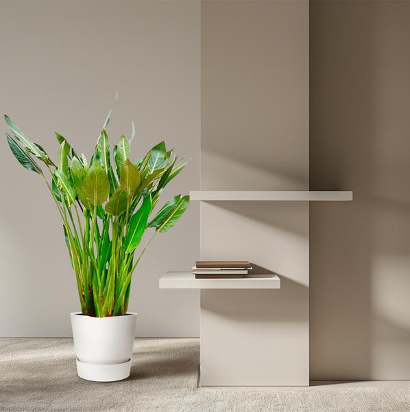 Strelitzia Reginae - ↕160cm - Ø30cm