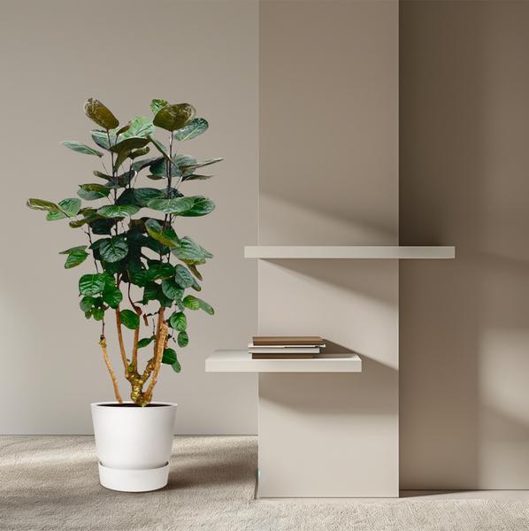 Polyscias Fabian - ↕130cm - Ø24cm