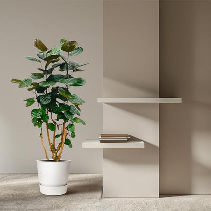 Polyscias Fabian - ↕130cm - Ø24cm