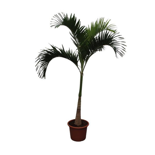 Veitchia Merrillii - ↕250cm - Ø50cm