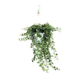Hedera Wonder Green - ↕70cm - Ø24cm