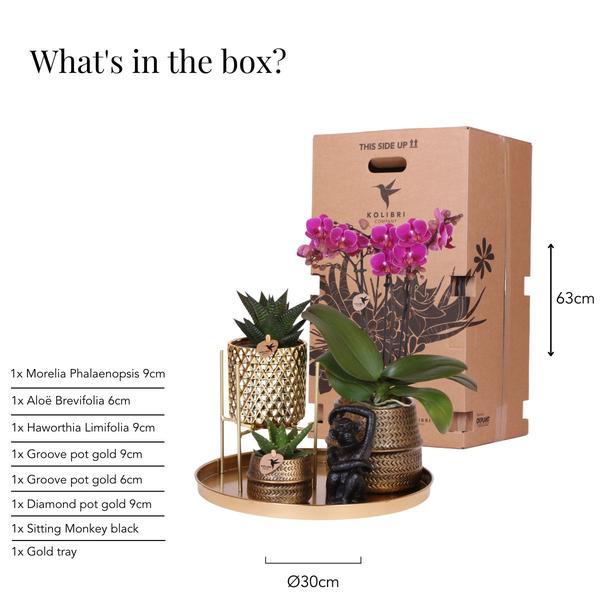Gift set Hotel Chic| Plantenset met paarse Phalaenopsis Orchidee en Succulenten incl. keramieken sierpotten