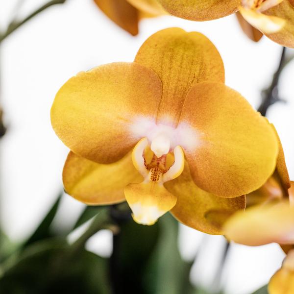 Oranje orchideeënset in Cotton Basket incl. waterreservoir | drie oranje orchideeën Las Vegas 12cm | Mono Bouquet oranje met zelfvoorzienend waterreservoir.