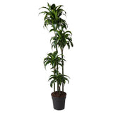 Dracaena Dorado - ↕170cm - Ø27cm