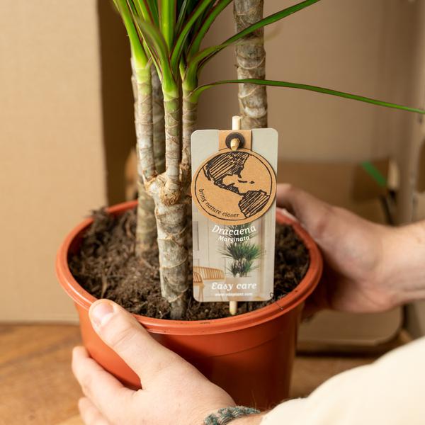 Dracaena Marginata - ↕90cm - Ø17cm