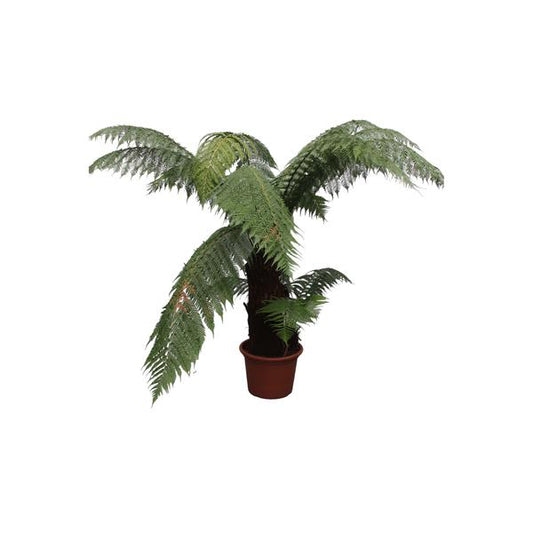 Dicksonia Antarctica - ↕180cm - Ø50cm
