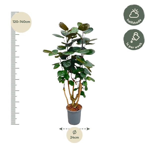 Polyscias Fabian - ↕130cm - Ø24cm