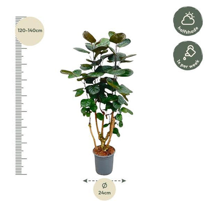 Polyscias Fabian - ↕130cm - Ø24cm