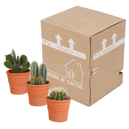 Cactus mix 10.5 cm - 3x - in terracotta pot