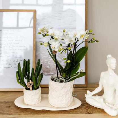 Plantenset Star Fish small | Witte Phalaenopsis Orchidee Lausanne en Succulent incl. keramieken sierpotten op wit organisch dienblad