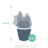 Cactus mix 10.5 cm - 3x - in witte pot